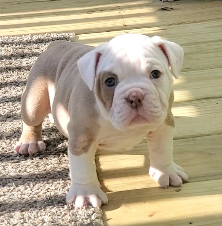 are bananas good for the olde english bulldogge