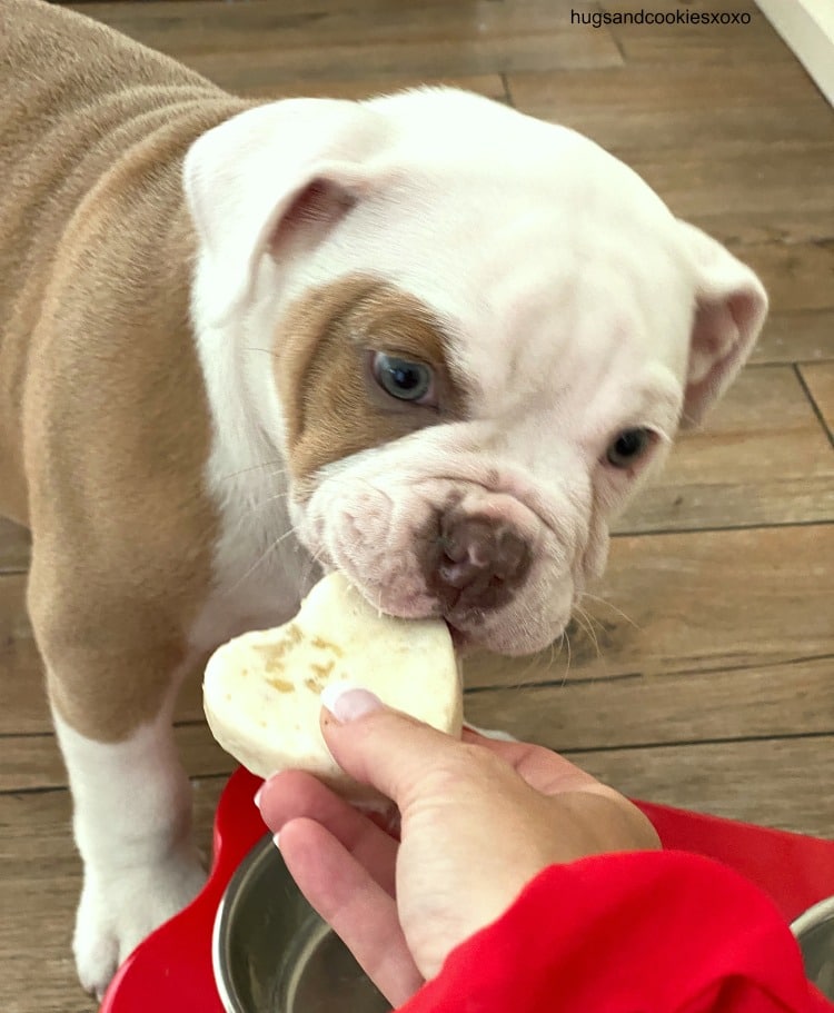 Bulldog top puppy treats