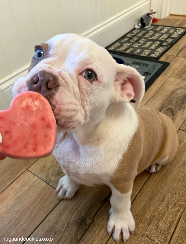 are bananas good for the olde english bulldogge